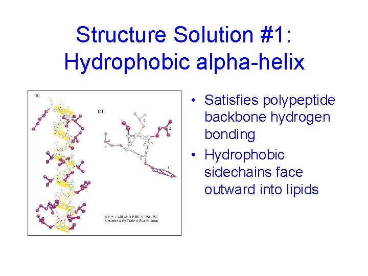 Structure Solution #1: Hydrophobic alpha-helix • Satisfies polypeptide backbone hydrogen bonding • Hydrophobic sidechains