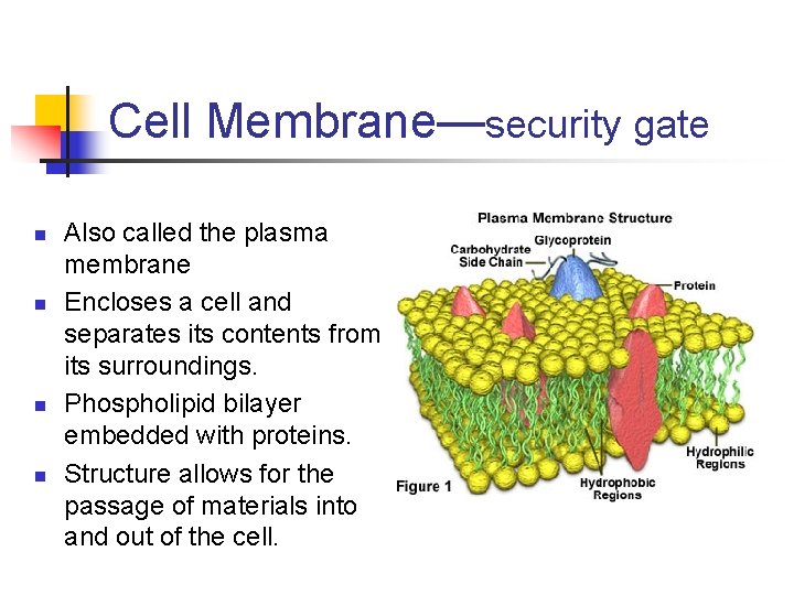 Cell Membrane—security gate n n Also called the plasma membrane Encloses a cell and