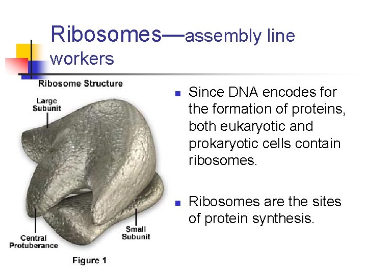 Ribosomes—assembly line workers n n Since DNA encodes for the formation of proteins, both