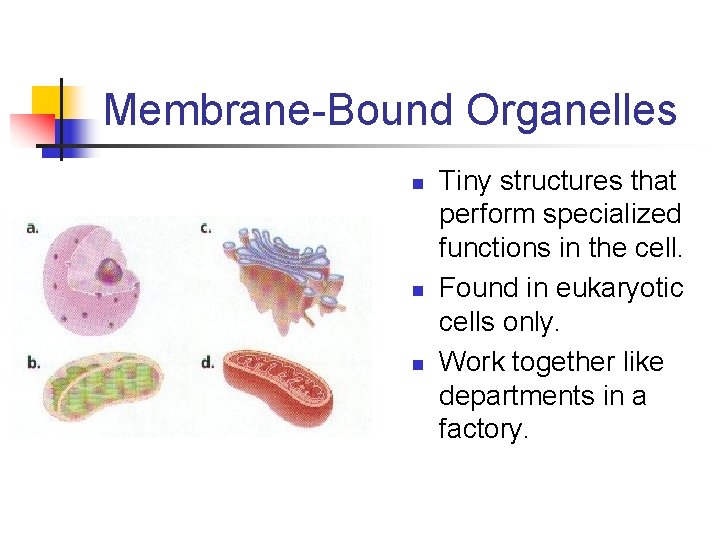 Membrane-Bound Organelles n n n Tiny structures that perform specialized functions in the cell.
