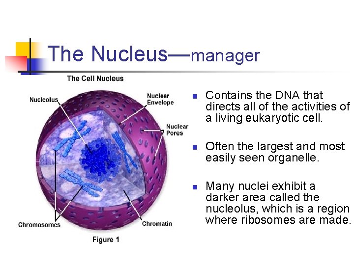 The Nucleus—manager n n n Contains the DNA that directs all of the activities