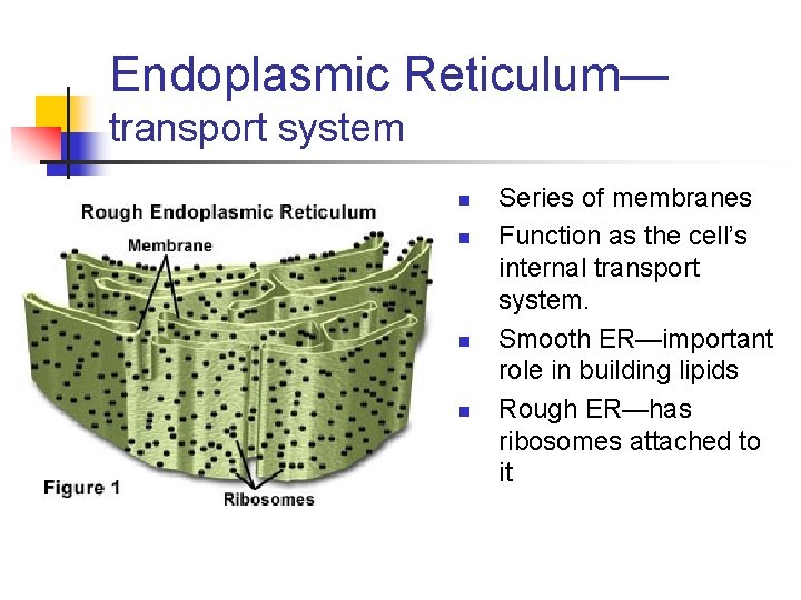 Endoplasmic Reticulum— transport system n n Series of membranes Function as the cell’s internal