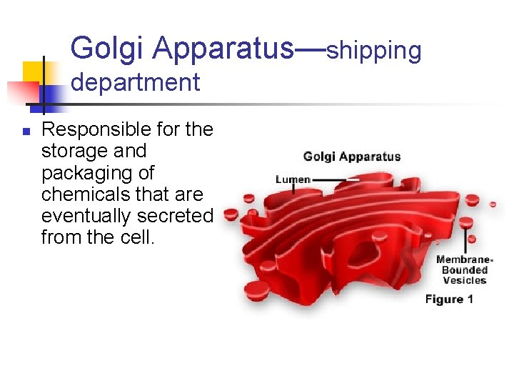Golgi Apparatus—shipping department n Responsible for the storage and packaging of chemicals that are