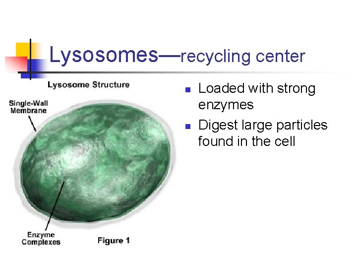 Lysosomes—recycling center n n Loaded with strong enzymes Digest large particles found in the