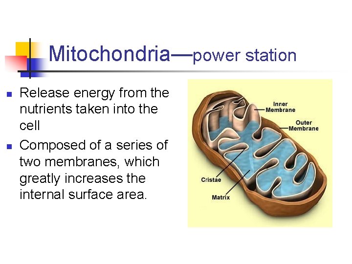 Mitochondria—power station n n Release energy from the nutrients taken into the cell Composed