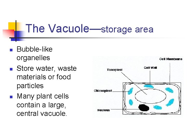 The Vacuole—storage area n n n Bubble-like organelles Store water, waste materials or food