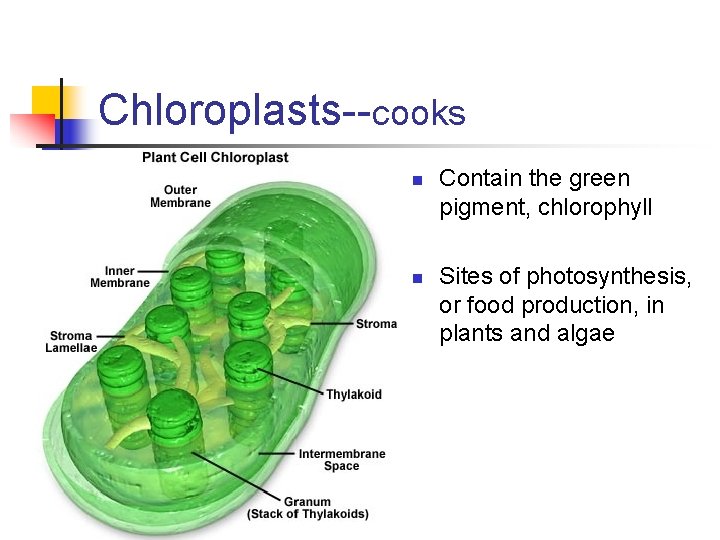 Chloroplasts--cooks n n Contain the green pigment, chlorophyll Sites of photosynthesis, or food production,
