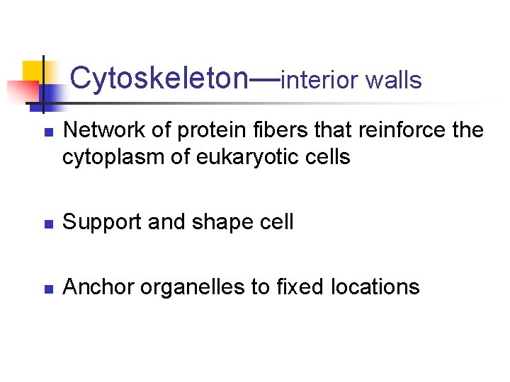 Cytoskeleton—interior walls n Network of protein fibers that reinforce the cytoplasm of eukaryotic cells