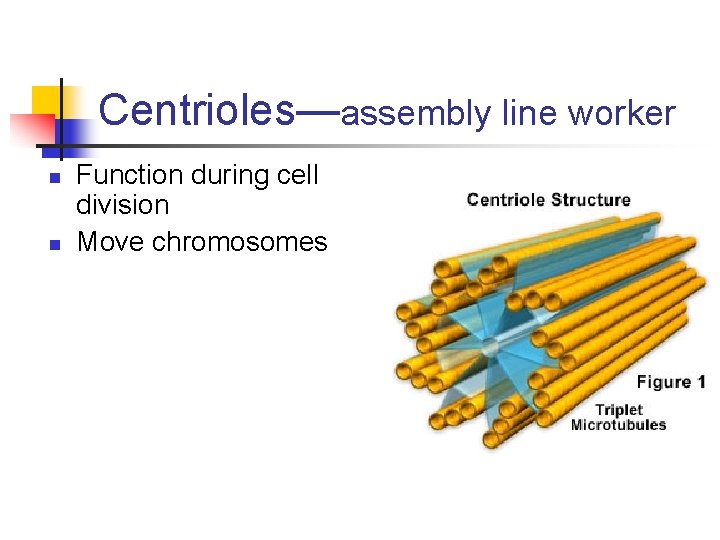 Centrioles—assembly line worker n n Function during cell division Move chromosomes 