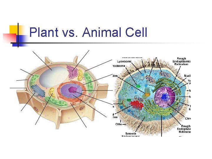Section 7 -2 Plant vs. Animal Cell 