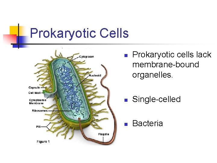 Prokaryotic Cells n Prokaryotic cells lack membrane-bound organelles. n Single-celled n Bacteria 