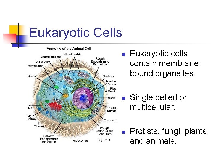 Eukaryotic Cells n n n Eukaryotic cells contain membranebound organelles. Single-celled or multicellular. Protists,