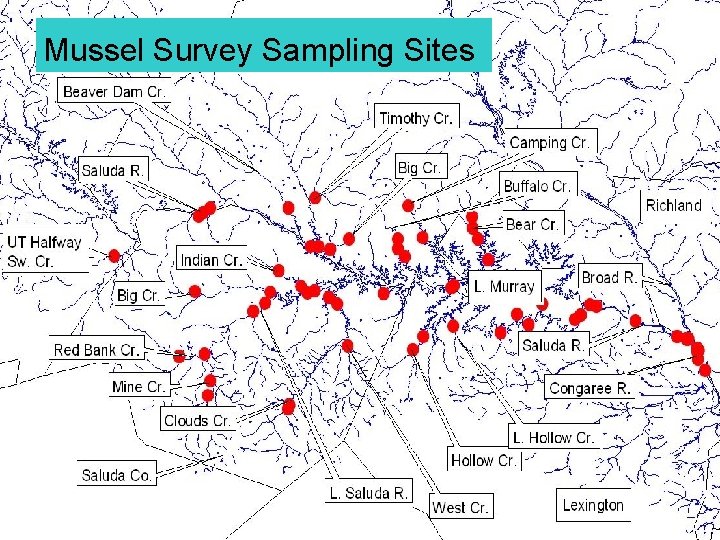 Mussel Survey Sampling Sites 