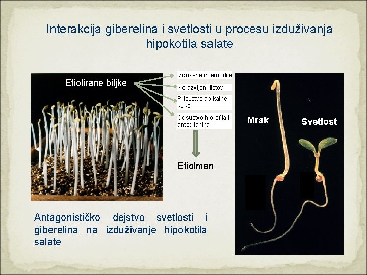 Interakcija giberelina i svetlosti u procesu izduživanja hipokotila salate Etiolirane biljke Izdužene internodije Nerazvijeni