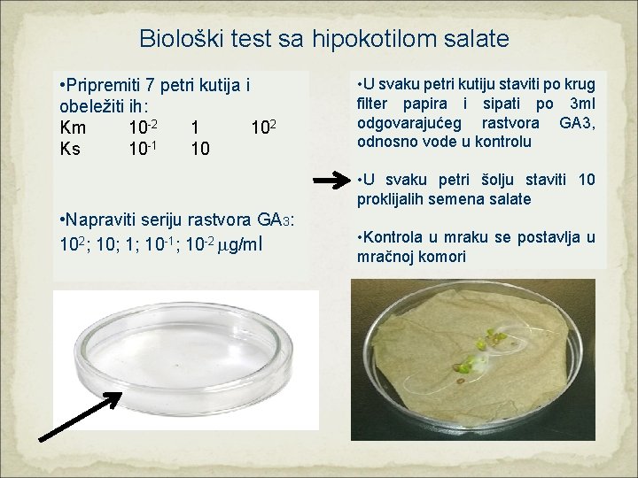 Biološki test sa hipokotilom salate • Pripremiti 7 petri kutija i obeležiti ih: Km