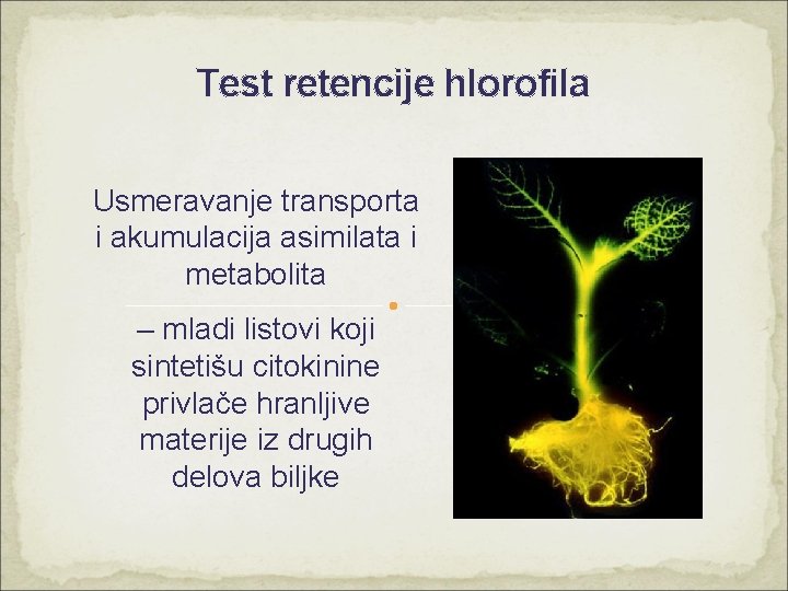 Test retencije hlorofila Usmeravanje transporta i akumulacija asimilata i metabolita – mladi listovi koji