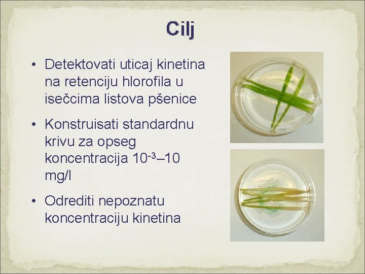 Cilj • Detektovati uticaj kinetina na retenciju hlorofila u isečcima listova pšenice • Konstruisati