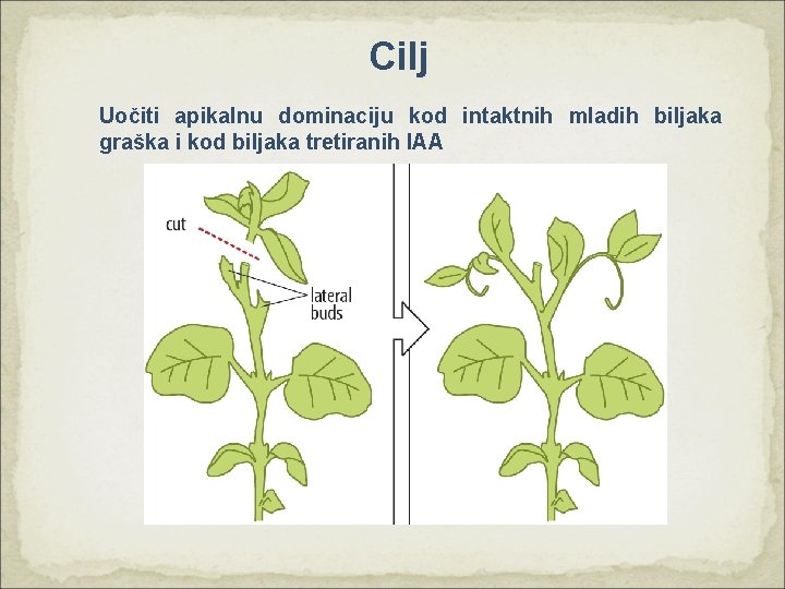 Cilj Uočiti apikalnu dominaciju kod intaktnih mladih biljaka graška i kod biljaka tretiranih IAA