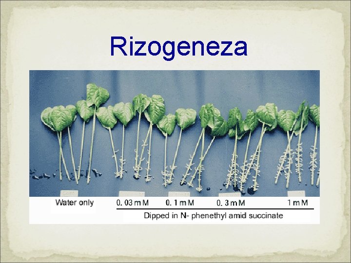 Rizogeneza 