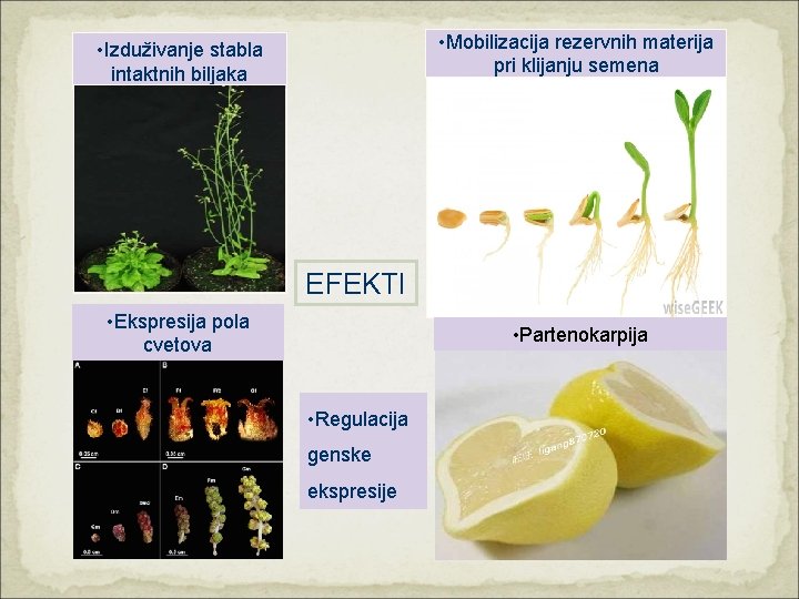  • Mobilizacija rezervnih materija pri klijanju semena • Izduživanje stabla intaktnih biljaka EFEKTI