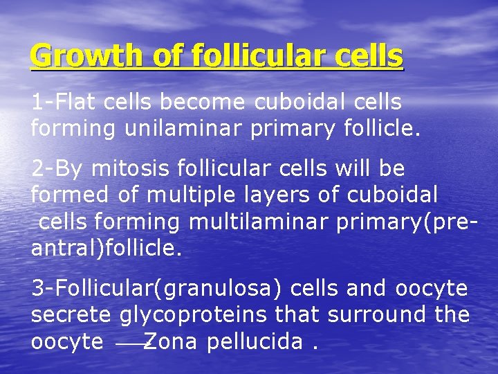 Growth of follicular cells 1 -Flat cells become cuboidal cells forming unilaminar primary follicle.