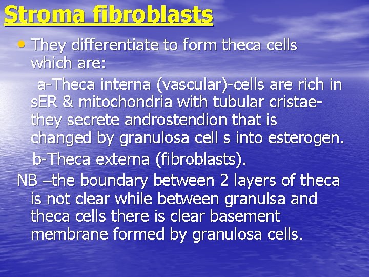 Stroma fibroblasts • They differentiate to form theca cells which are: a-Theca interna (vascular)-cells