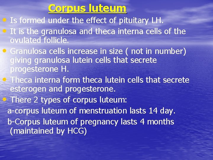 Corpus luteum • Is formed under the effect of pituitary LH. • It is