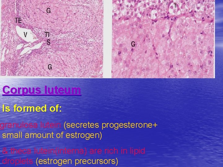 Corpus luteum Is formed of: granulosa lutein (secretes progesterone+ small amount of estrogen) &