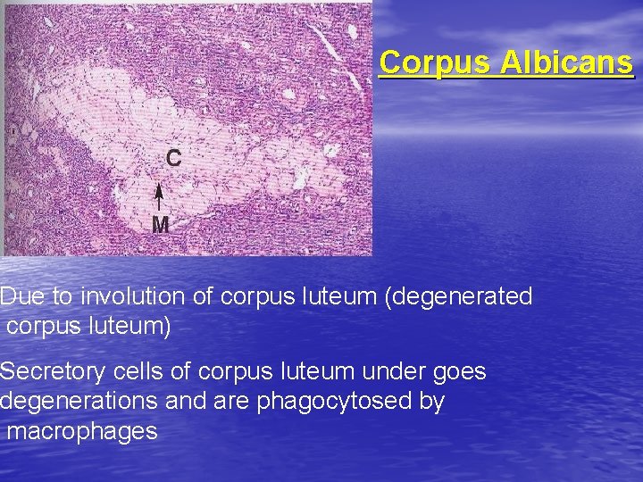 Corpus Albicans Due to involution of corpus luteum (degenerated corpus luteum) Secretory cells of