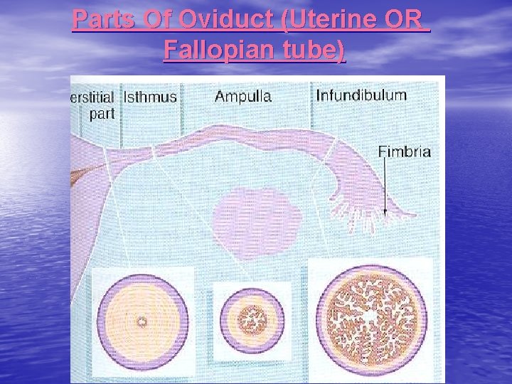 Parts Of Oviduct (Uterine OR Fallopian tube) 