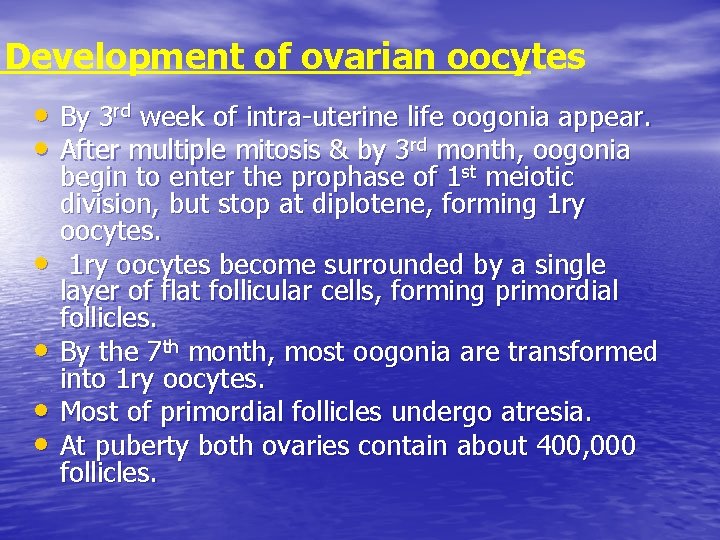 Development of ovarian oocytes • By 3 rd week of intra-uterine life oogonia appear.