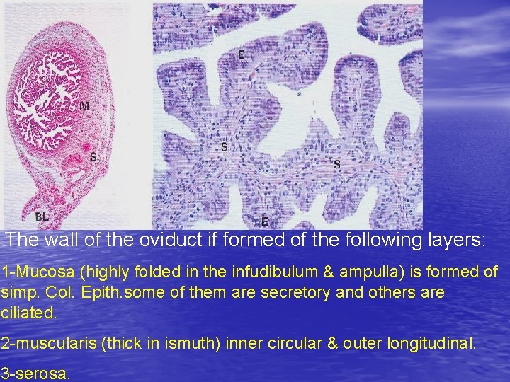 The wall of the oviduct if formed of the following layers: 1 -Mucosa (highly