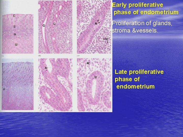 Early proliferative phase of endometrium Proliferation of glands, stroma &vessels. Late proliferative phase of