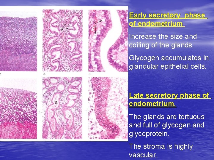 Early secretory phase of endometrium. Increase the size and coiling of the glands. Glycogen