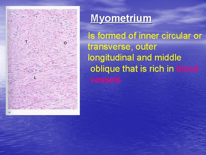 Myometrium Is formed of inner circular or transverse, outer longitudinal and middle oblique that