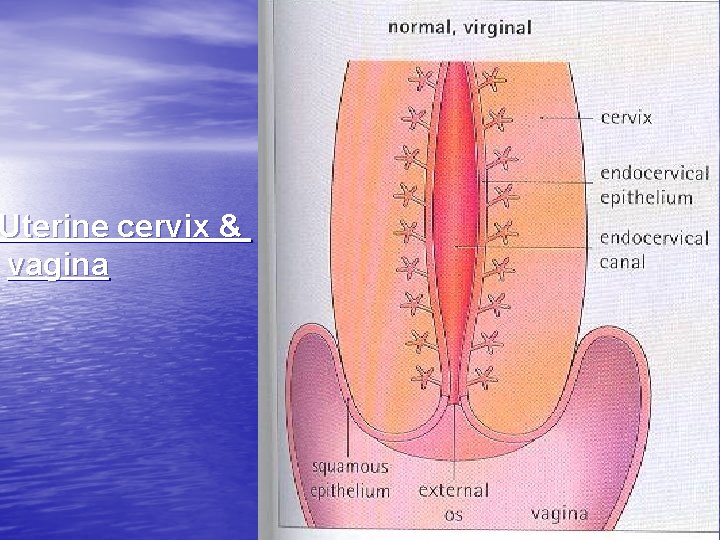 Uterine cervix & vagina 