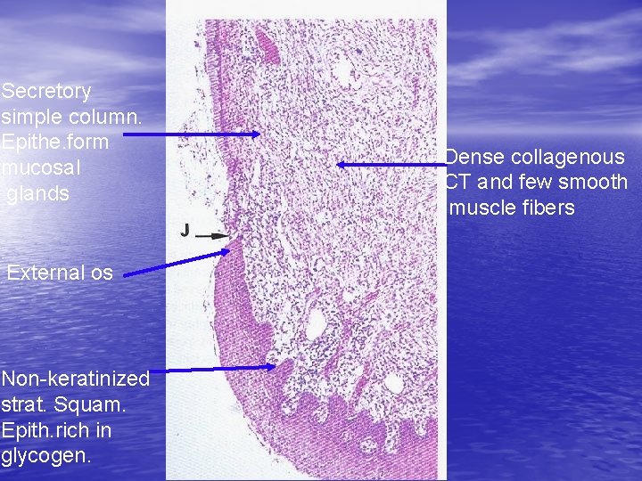 Secretory simple column. Epithe. form mucosal glands External os Non-keratinized strat. Squam. Epith. rich
