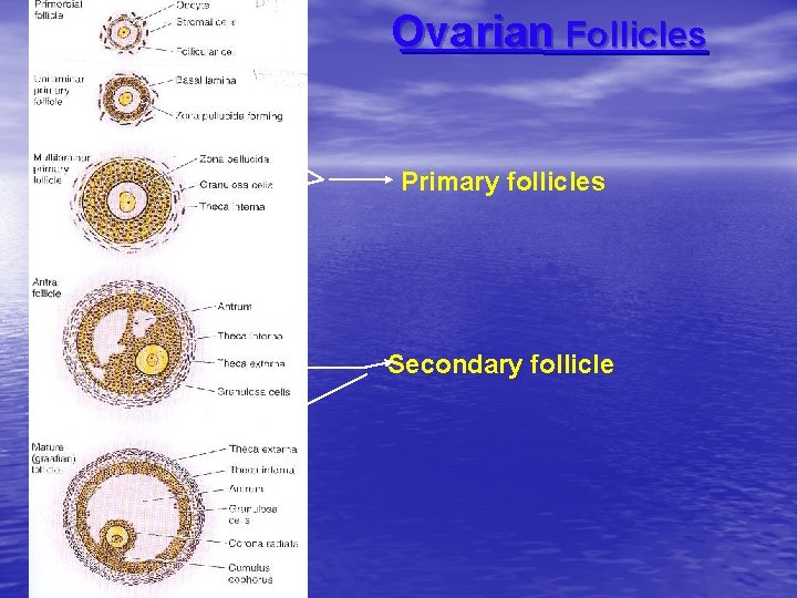 Ovarian Follicles Primary follicles Secondary follicle 