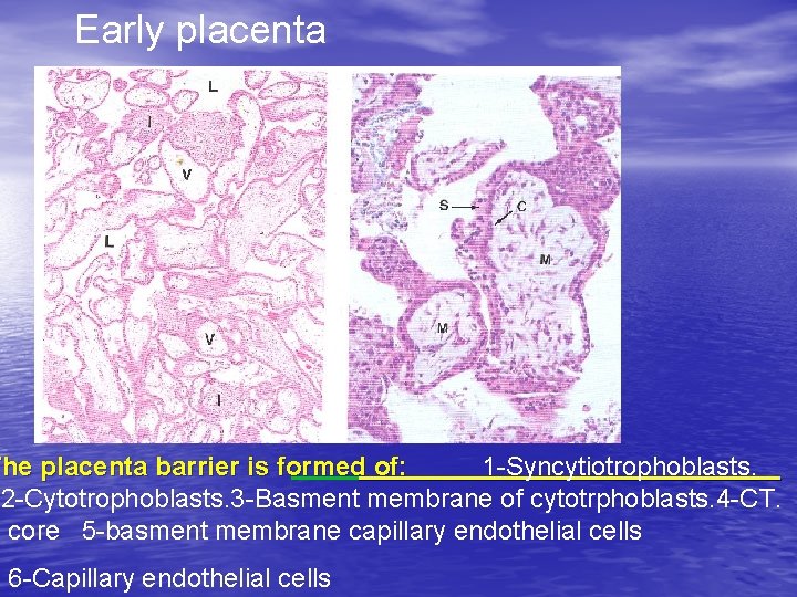 Early placenta The placenta barrier is formed of: 1 -Syncytiotrophoblasts. 2 -Cytotrophoblasts. 3 -Basment