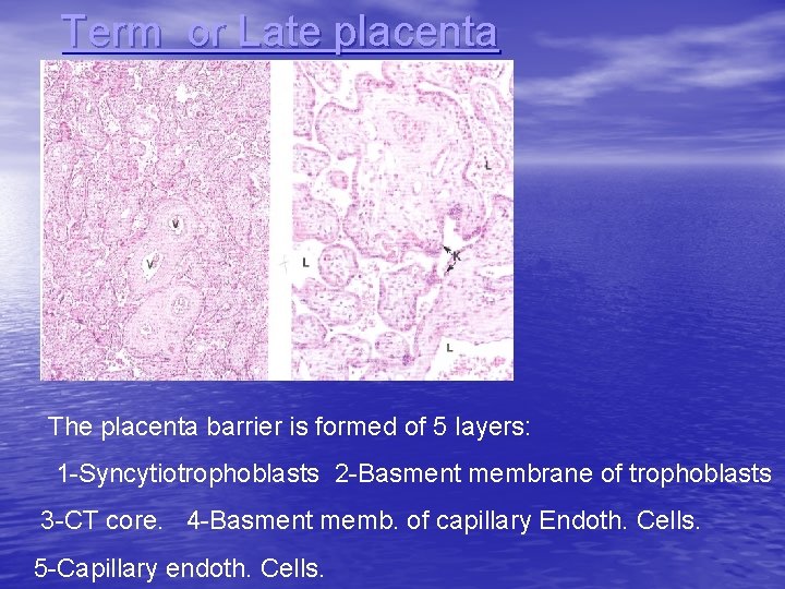 Term or Late placenta The placenta barrier is formed of 5 layers: 1 -Syncytiotrophoblasts