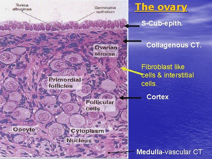 The ovary S-Cub-epith. Collagenous CT. Fibroblast like cells & interstitial cells. Cortex Medulla-vascular CT.