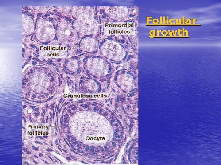 Follicular growth 