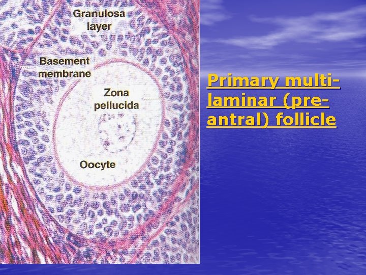 Primary multilaminar (preantral) follicle 