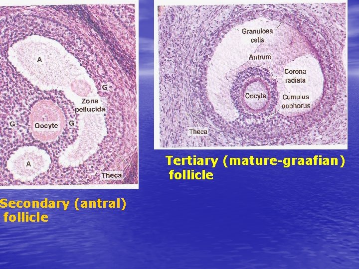 Secondary (antral) follicle Tertiary (mature-graafian) follicle 