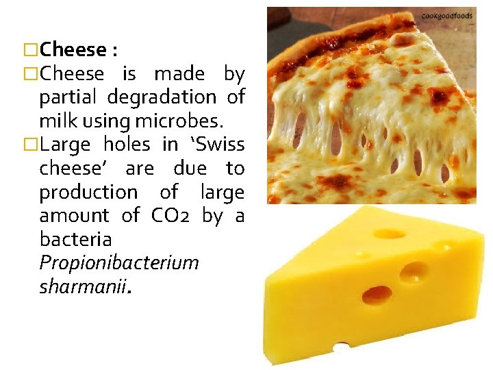 �Cheese : �Cheese is made by partial degradation of milk using microbes. �Large holes