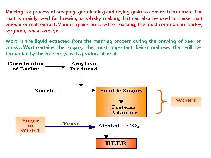 Malting is a process of steeping, germinating and drying grain to convert it into
