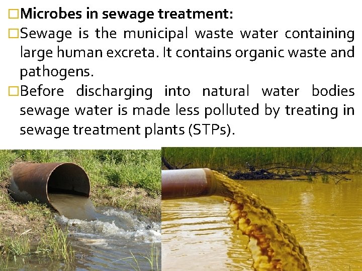 �Microbes in sewage treatment: �Sewage is the municipal waste water containing large human excreta.