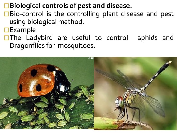 �Biological controls of pest and disease. �Bio-control is the controlling plant disease using biological