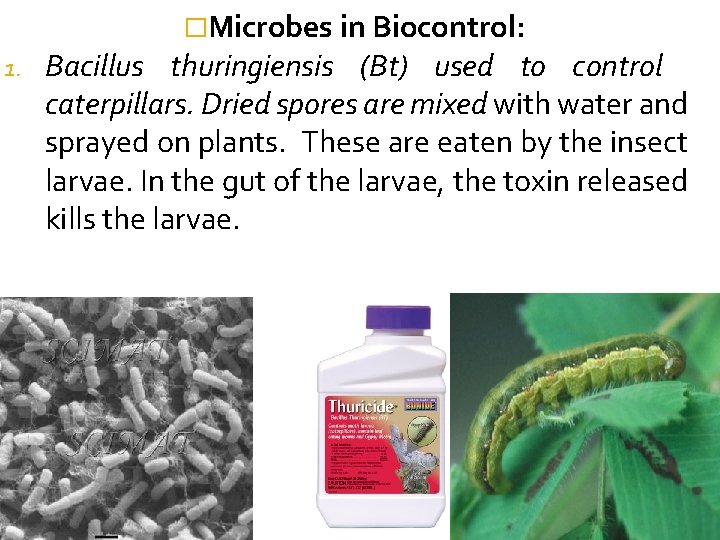 �Microbes in Biocontrol: 1. Bacillus thuringiensis (Bt) used to control caterpillars. Dried spores are
