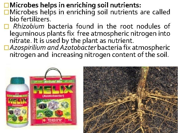 �Microbes helps in enriching soil nutrients: �Microbes helps in enriching soil nutrients are called